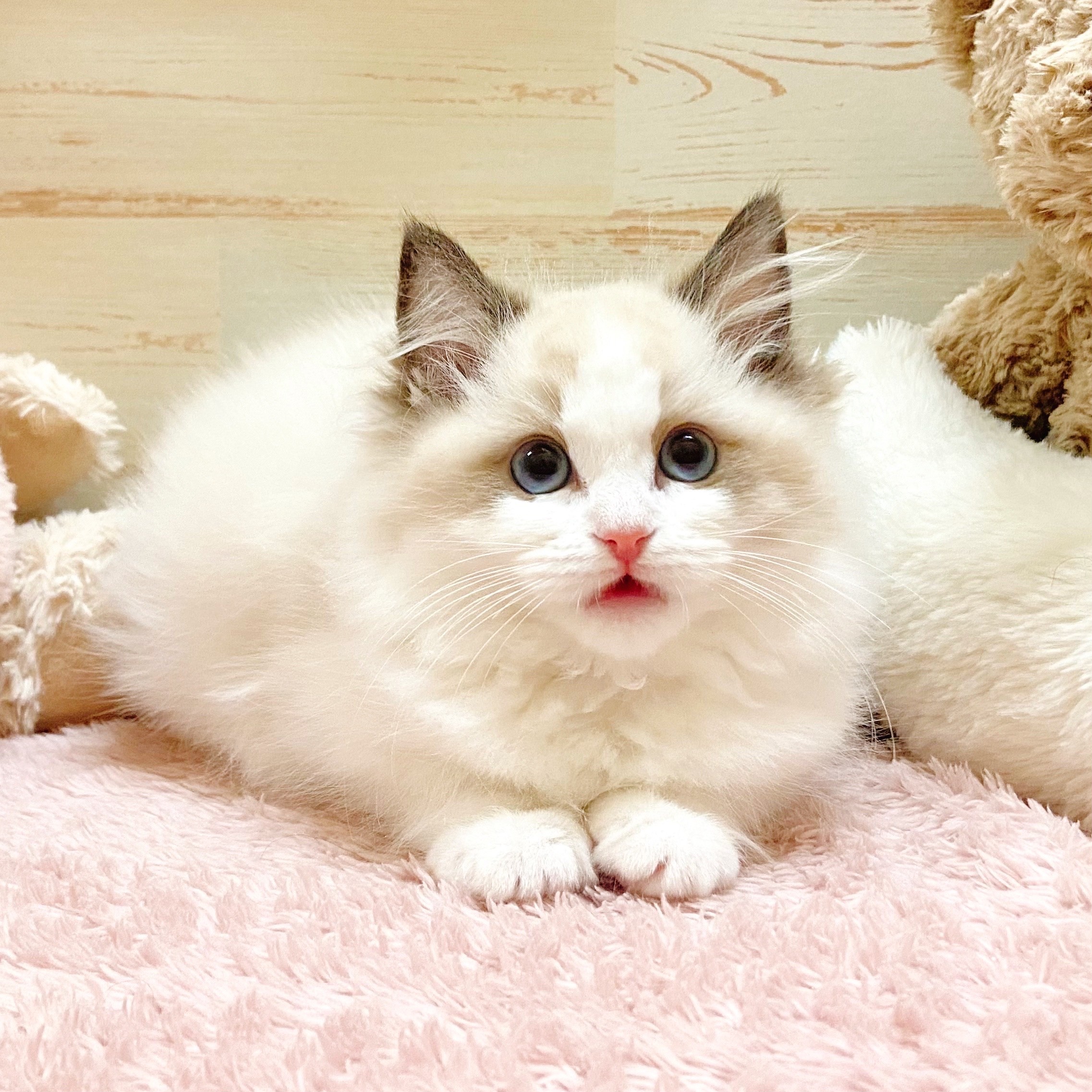 兵庫県のラグドール (犬の家＆猫の里神戸店/2025年11月1日生まれ/女の子/シールポイントバイカラー)の子猫の2枚目の画像