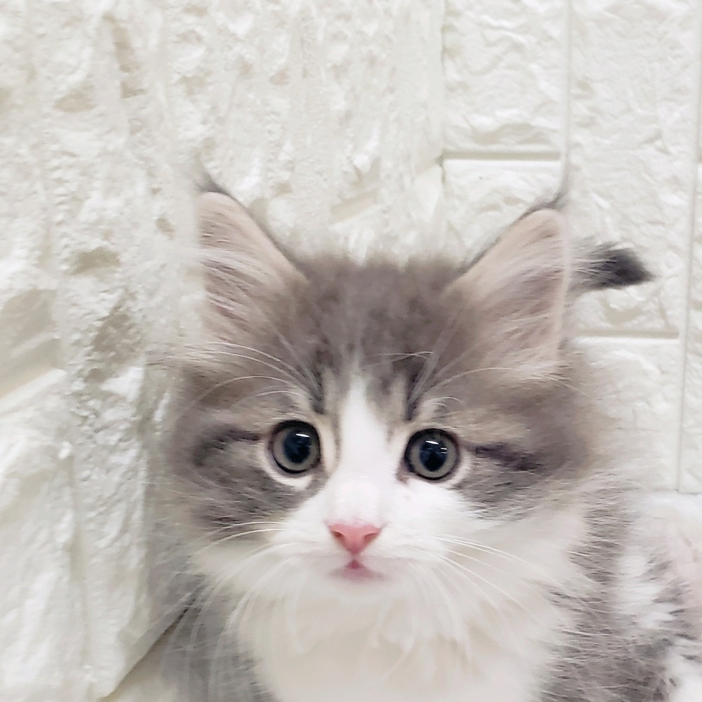 岡山県のノルウェージャンフォレストキャット (犬の家＆猫の里岡山店/2025年10月29日生まれ/女の子/ブルータビーホワイト)の子猫