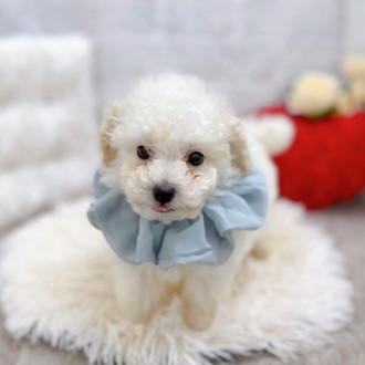 滋賀県のトイプードル(トイ) (犬の家＆猫の里長浜店/2025年10月30日生まれ/男の子/ペールフォーン)の子犬の1枚目の画像