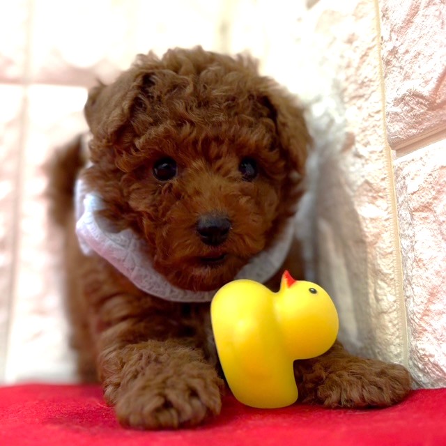 岡山県のトイプードル(トイ) (犬の家＆猫の里倉敷店/2025年10月31日生まれ/男の子/レッドフォーン)の子犬の2枚目の画像