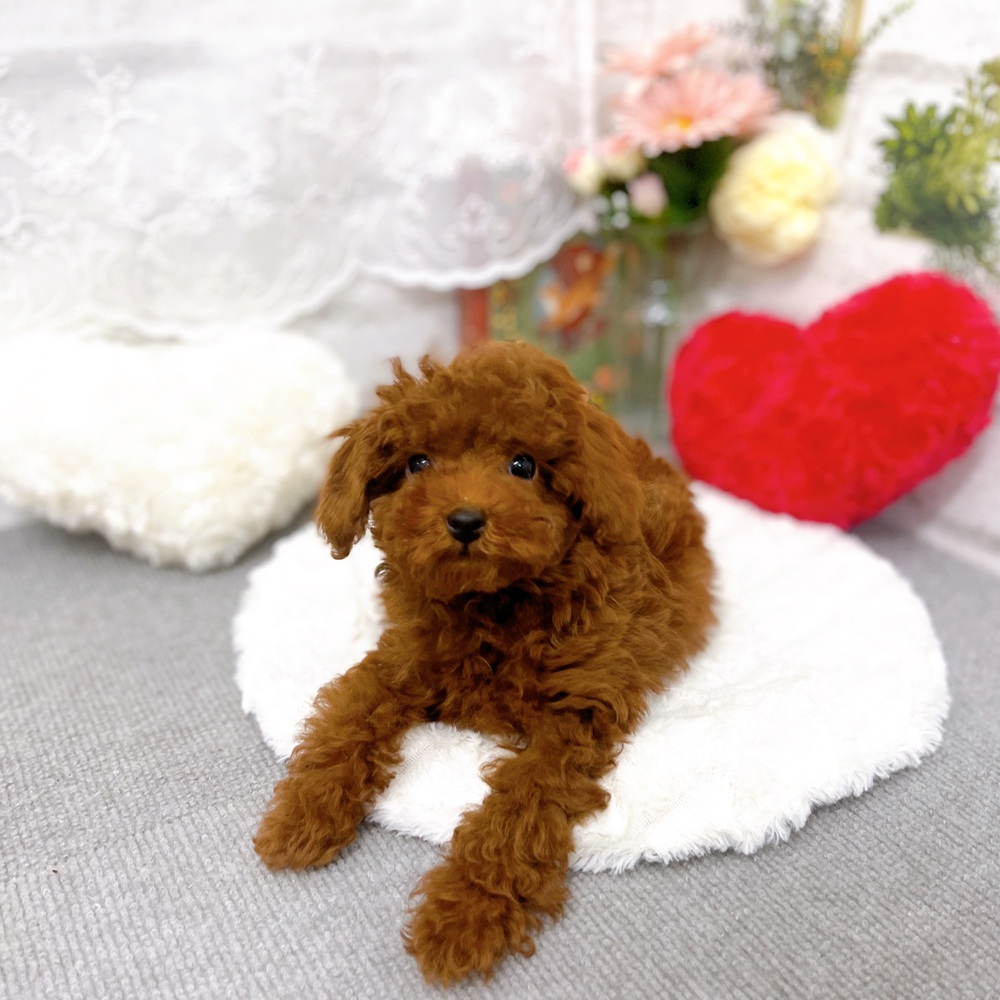 京都府のトイプードル(タイニー) (犬の家＆猫の里京都樟葉店/2025年10月30日生まれ/男の子/レッドフォーン)の子犬の2枚目の画像
