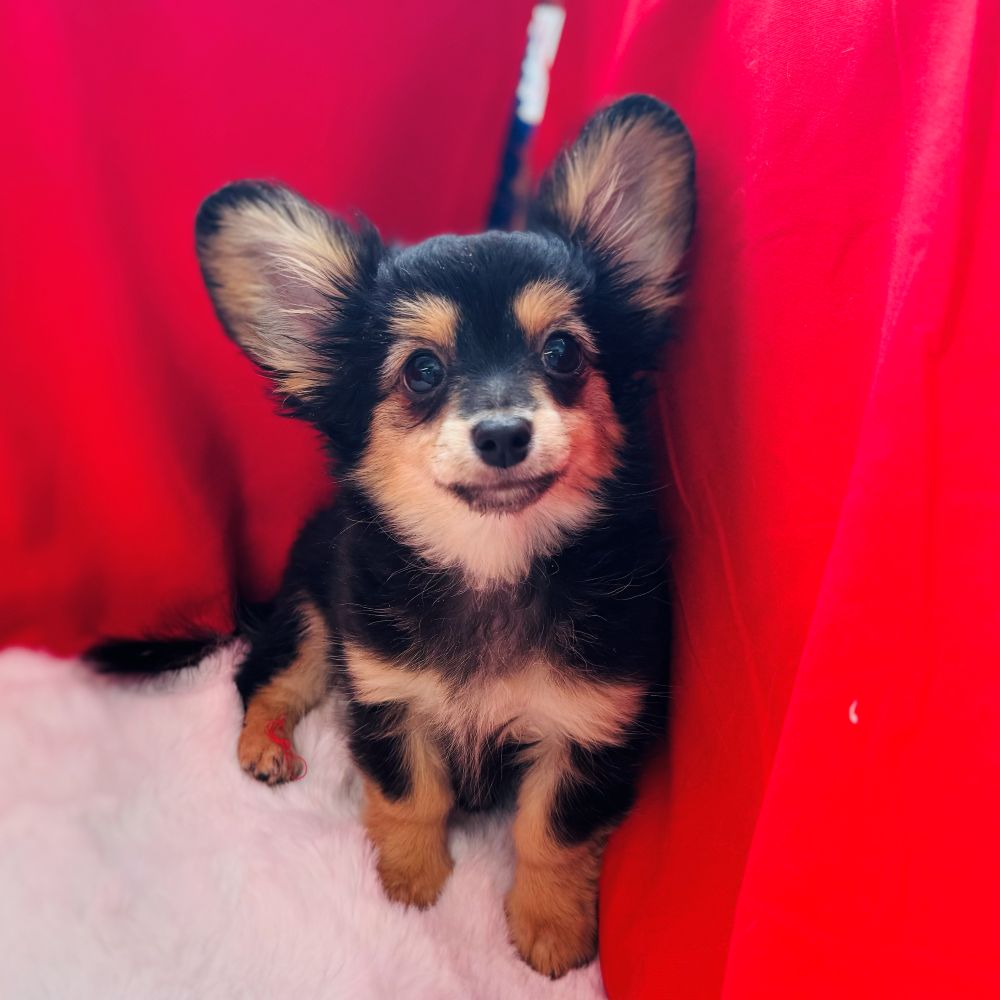 愛知県のチワックス(チワワ×ダックス) (犬の家＆猫の里愛知刈谷店/2025年10月8日生まれ/女の子/ブラックタン)の子犬の2枚目の画像