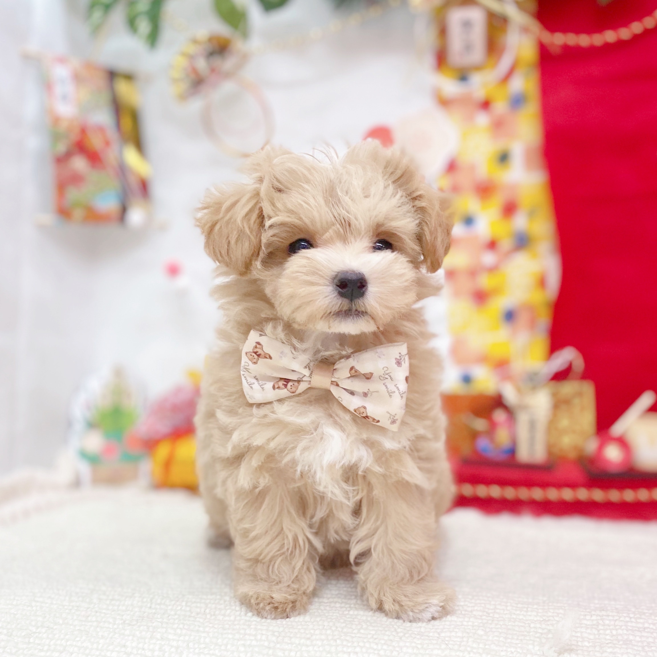 岐阜県のマルプー(マルチーズ×プードル) (犬の家＆猫の里岐南店/2025年10月27日生まれ/女の子/アプリコットホワイト)の子犬の2枚目の画像