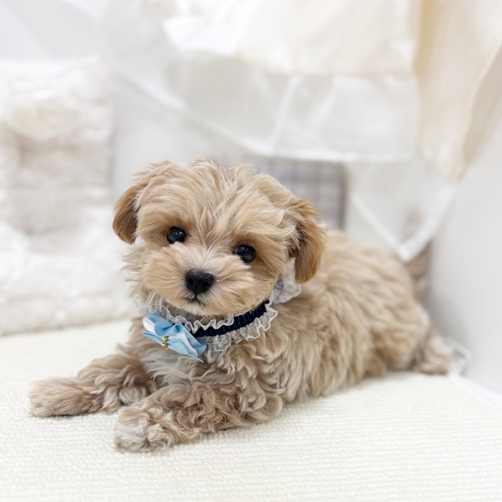 岐阜県のマルプー(マルチーズ×プードル) (犬の家＆猫の里カラフルタウン岐阜店/2025年10月27日生まれ/男の子/アプリコットホワイト)の子犬の2枚目の画像