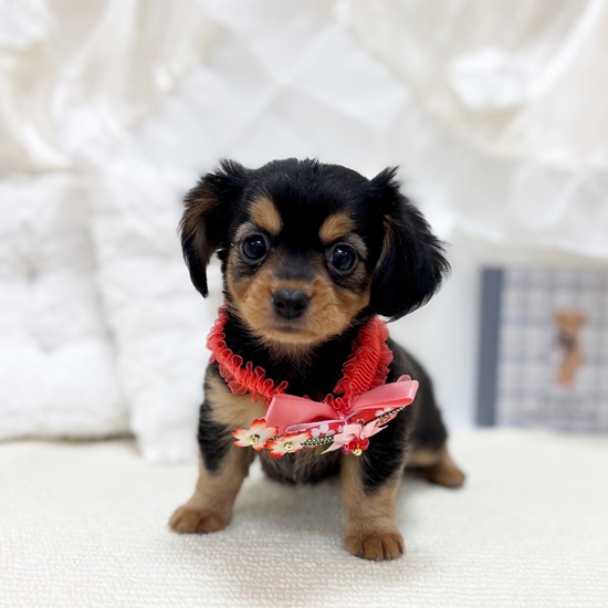 岐阜県のチワックス(チワワ×ダックス) (犬の家＆猫の里カラフルタウン岐阜店/2025年10月29日生まれ/女の子/ブラックタン)の子犬の2枚目の画像