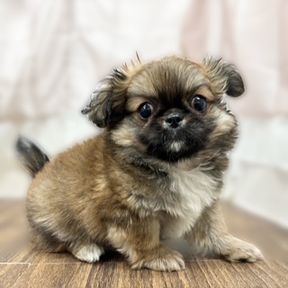 兵庫県のチワペキ/ペキチー/ペキチワ(チワワ×ペキニーズ) (犬の家＆猫の里カナート西神戸店/2025年10月31日生まれ/男の子/フォーン)の子犬の2枚目の画像