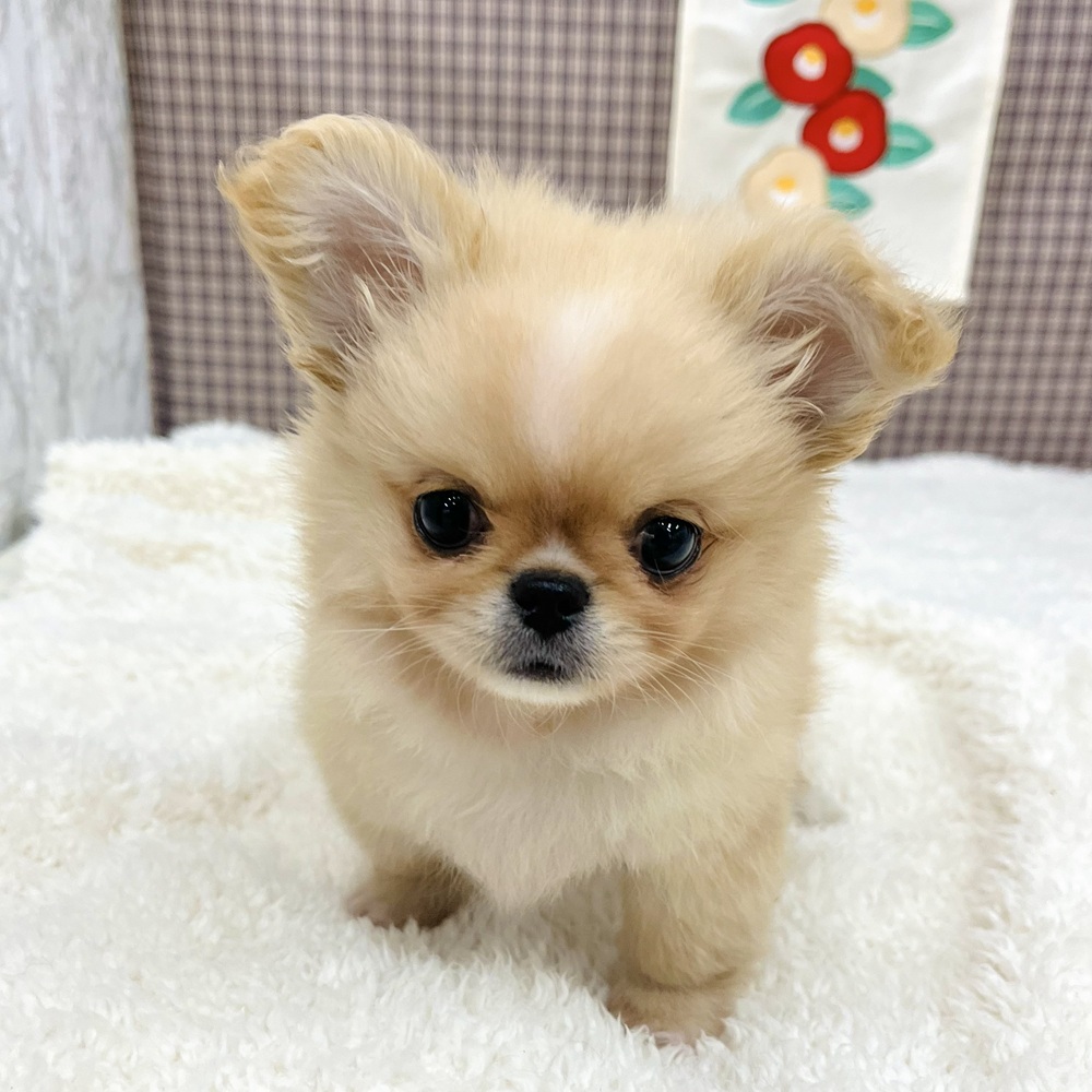愛知県のチワペキ/ペキチー/ペキチワ(チワワ×ペキニーズ) (犬の家＆猫の里エアポートウォーク店/2025年10月31日生まれ/男の子/クリームホワイト)の子犬の2枚目の画像