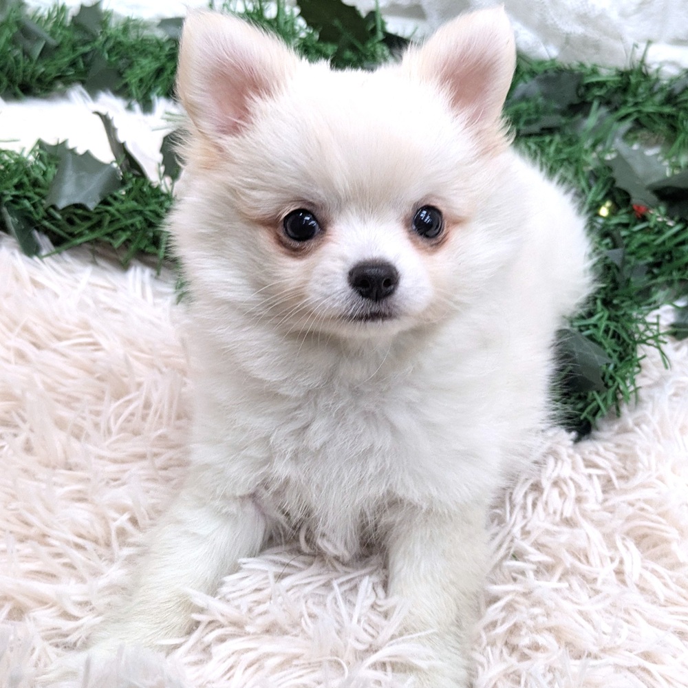 愛知県のポメチワ/チワポメ/ポメチー(ポメラニアン×チワワ) (犬の家＆猫の里MEGAドン・キホーテ東海名和店/2025年11月2日生まれ/女の子/クリーム)の子犬の2枚目の画像