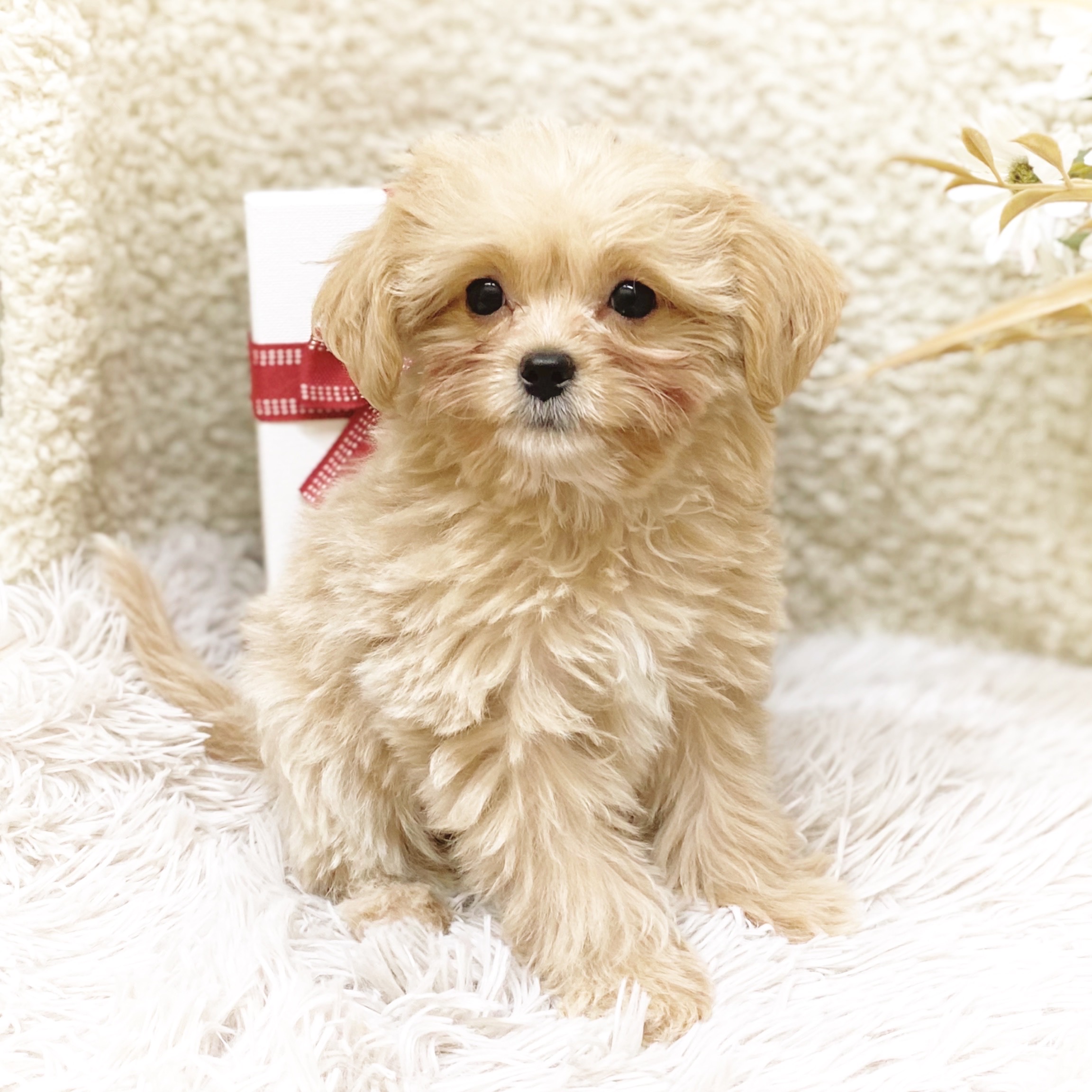 静岡県のチワプー/プーチー(チワワ×プードル) (犬の家＆猫の里藤枝店/2025年10月31日生まれ/女の子/クリームホワイト)の子犬の2枚目の画像