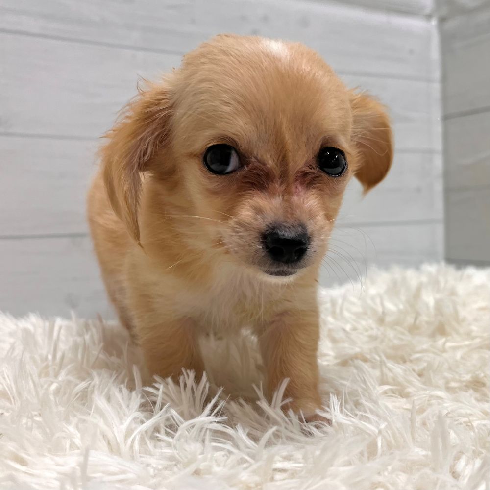 愛知県のチワックス(チワワ×ダックス) (犬の家＆猫の里豊田店/2025年10月31日生まれ/男の子/クリームホワイト)の子犬の2枚目の画像