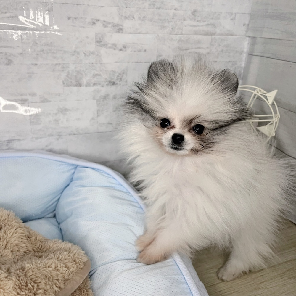 長野県のポメラニアン (犬の家＆猫の里塩尻店/2025年10月19日生まれ/女の子/パーティーカラー)の子犬の2枚目の画像