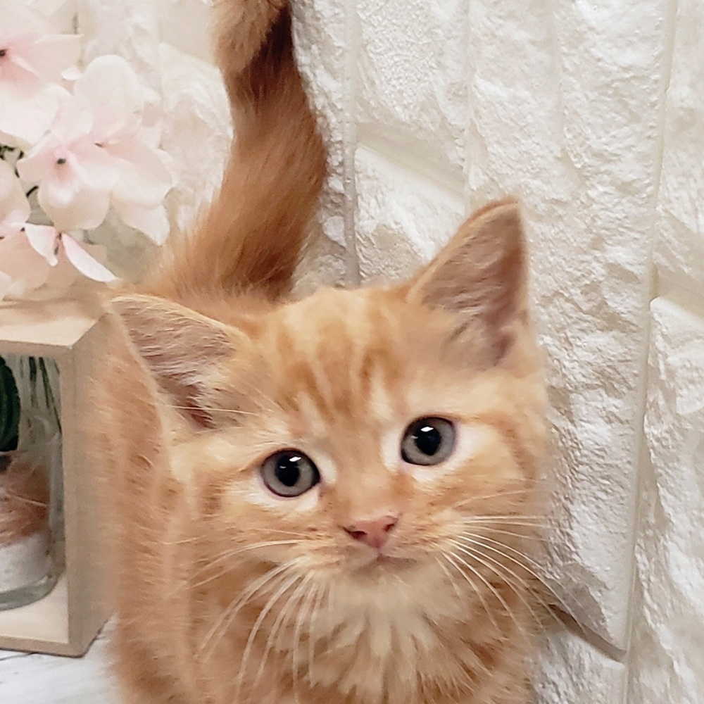 岡山県のスコティッシュフォールド (犬の家＆猫の里岡山店/2025年11月1日生まれ/女の子/レッドタビー)の子猫の1枚目の画像