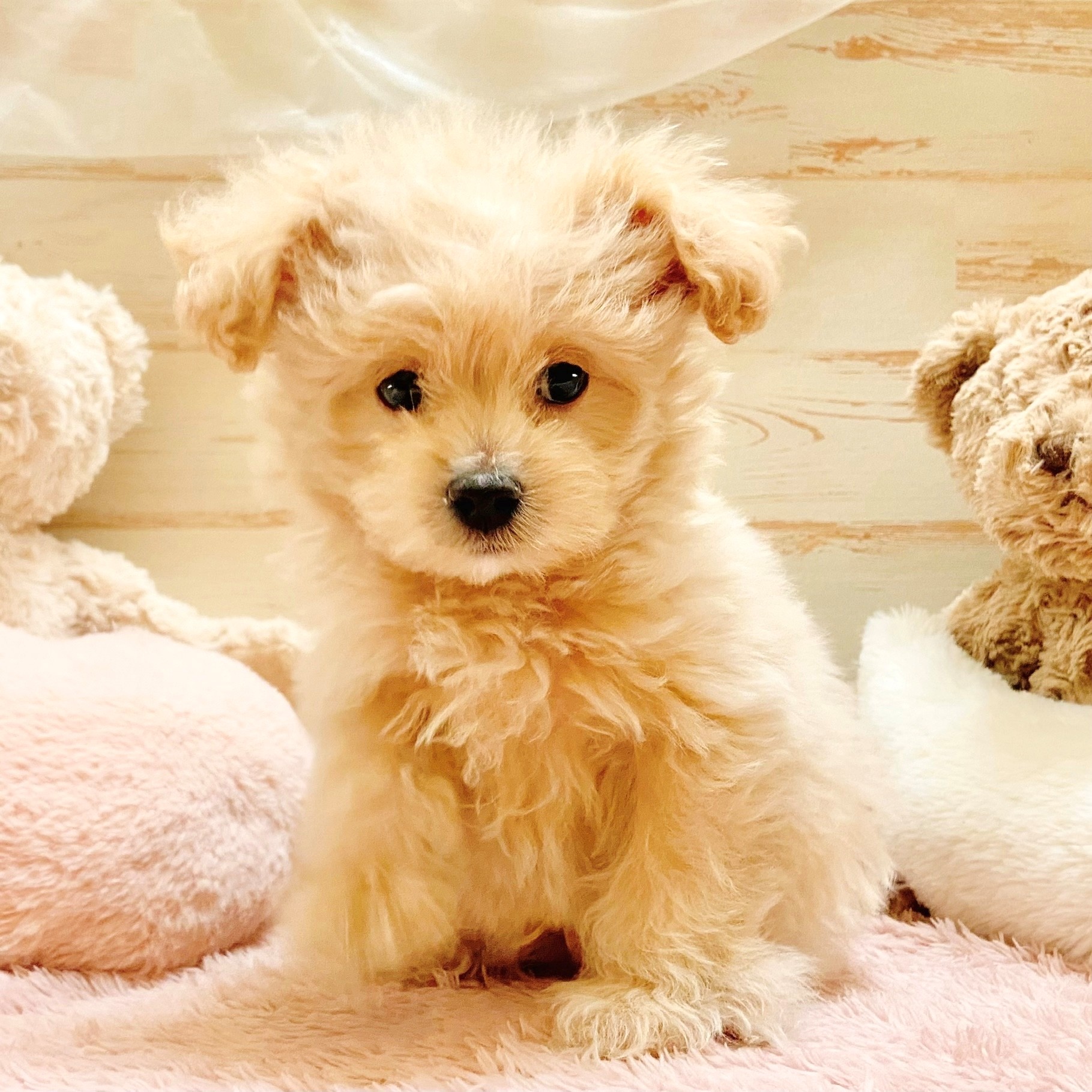 兵庫県のポメプー(ポメラニアン×プードル) (犬の家＆猫の里神戸店/2025年10月27日生まれ/男の子/クリーム)の子犬の2枚目の画像