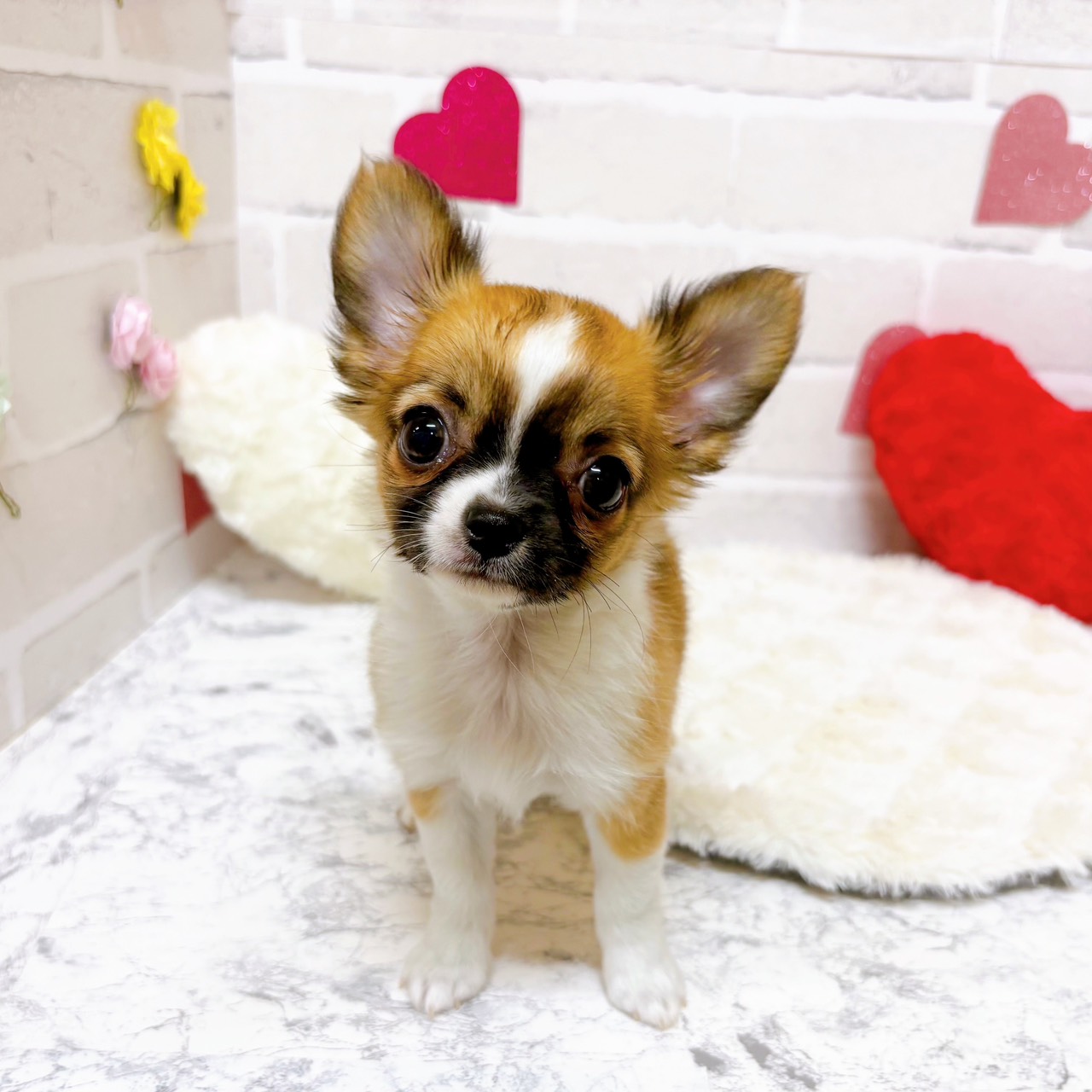 京都府のチワワ(ロング) (犬の家＆猫の里京都精華店/2025年10月28日生まれ/女の子/レッドセーブルホワイト)の子犬の2枚目の画像