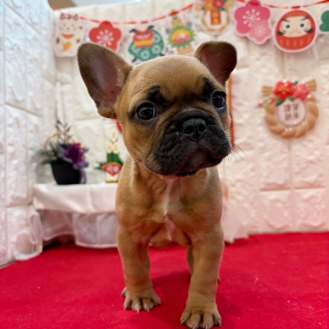 岡山県のフレンチブルドッグ (犬の家＆猫の里倉敷店/2025年11月1日生まれ/女の子/フォーン)の子犬の2枚目の画像
