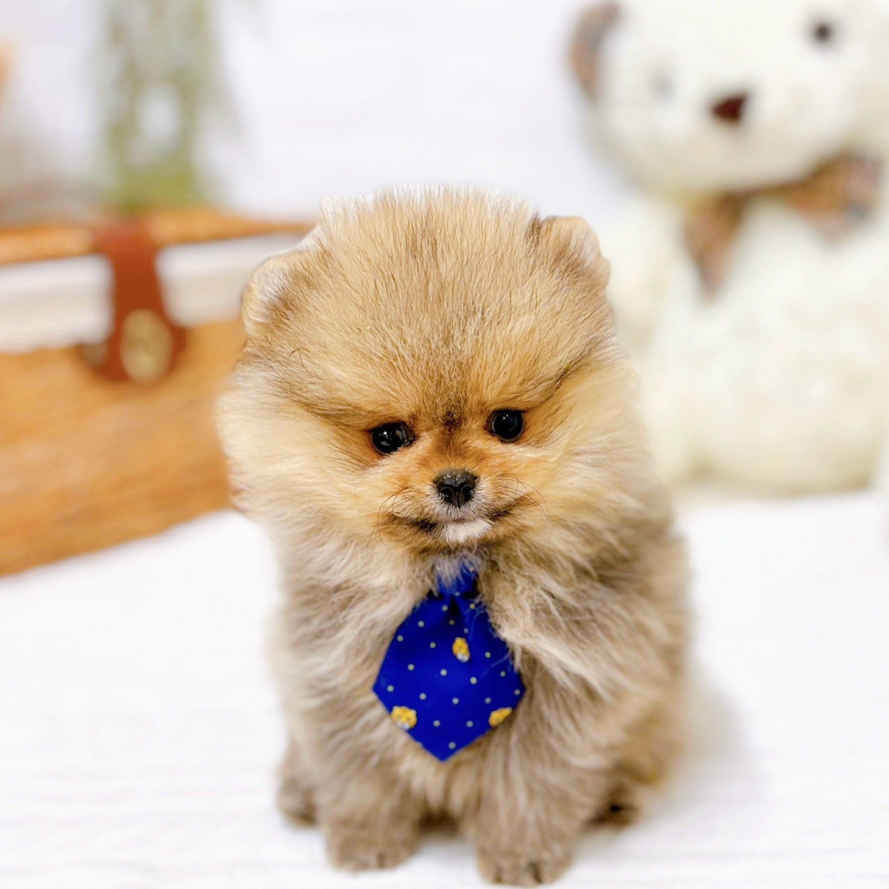 滋賀県のポメラニアン (犬の家＆猫の里近江八幡店/2025年10月30日生まれ/男の子/オレンジ)の子犬