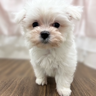 兵庫県のマルチーズ (犬の家＆猫の里カナート西神戸店/2025年11月1日生まれ/女の子/ホワイト)の子犬の2枚目の画像