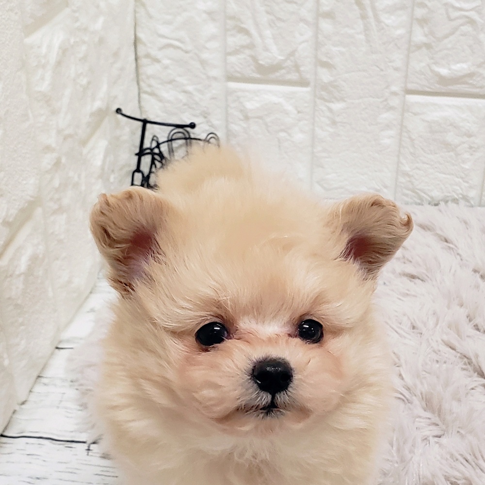 岡山県のポメプー(ポメラニアン×プードル) (犬の家＆猫の里岡山店/2025年11月1日生まれ/男の子/クリーム)の子犬