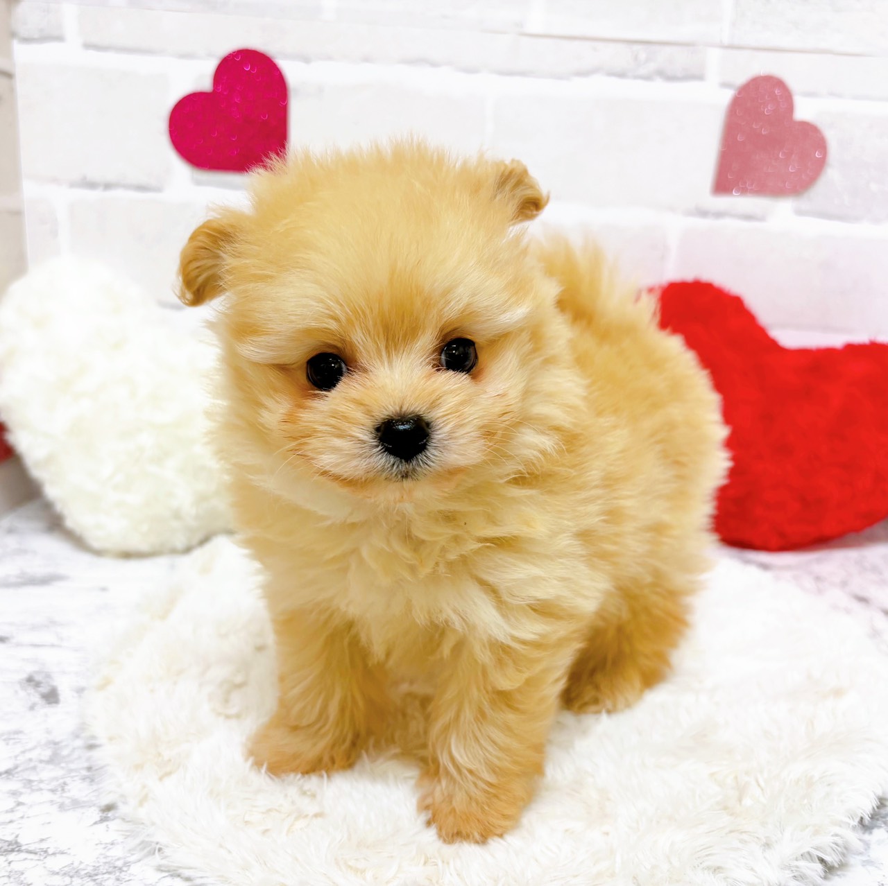 京都府のポメプー(ポメラニアン×プードル) (犬の家＆猫の里京都精華店/2025年11月1日生まれ/男の子/クリーム)の子犬の2枚目の画像