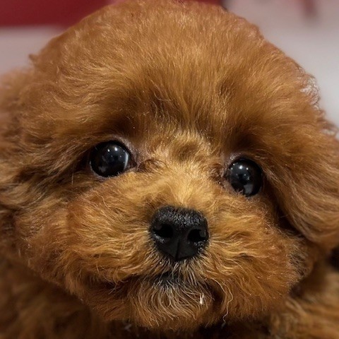 福岡県のトイプードル(トイ) (犬の家＆猫の里トリアス久山店/2025年10月27日生まれ/女の子/レッド)の子犬の1枚目の画像