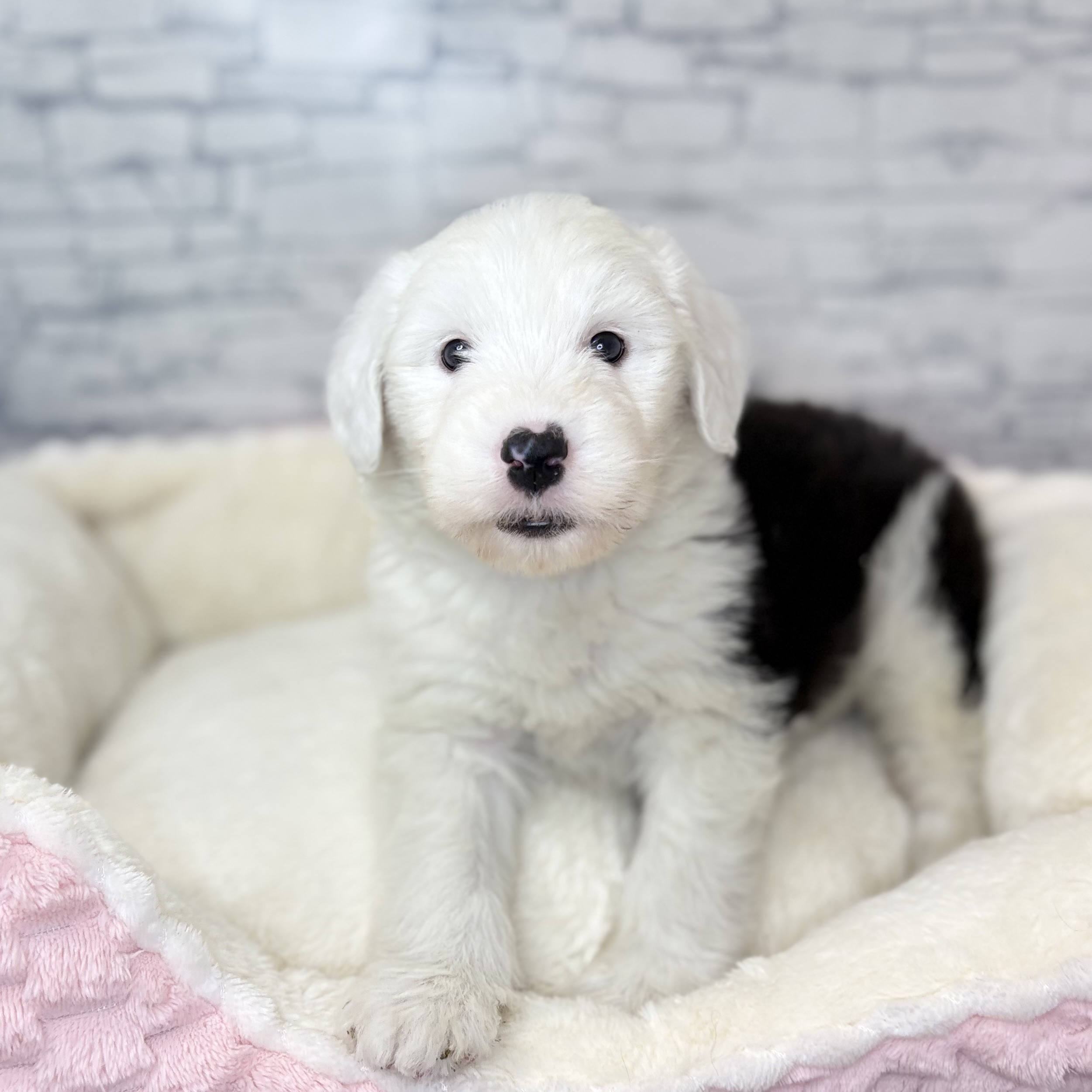 長野県のオールドイングリッシュシープドッグ (犬の家＆猫の里長野店/2025年11月2日生まれ/女の子/グレーホワイト)の子犬の2枚目の画像