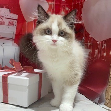 福岡県のラグドール (犬の家＆猫の里トリアス久山店/2025年10月30日生まれ/女の子/シールポイントバイカラー)の子猫の2枚目の画像