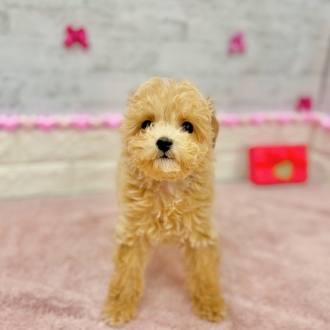 静岡県のビションプー(ビションフリーゼ×プードル) (犬の家＆猫の里プレ葉ウォーク浜北店/2025年11月2日生まれ/男の子/アプリコット)の子犬の2枚目の画像