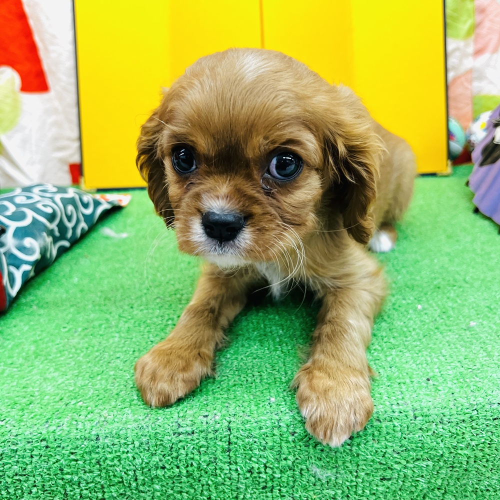 愛知県のキャバリアキングチャールズスパニエル (犬の家＆猫の里名古屋天白店/2025年11月2日生まれ/男の子/ルビー)の子犬の2枚目の画像