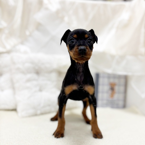 岐阜県のミニチュアピンシャー (犬の家＆猫の里カラフルタウン岐阜店/2025年11月2日生まれ/女の子/ブラックタン)の子犬の1枚目の画像