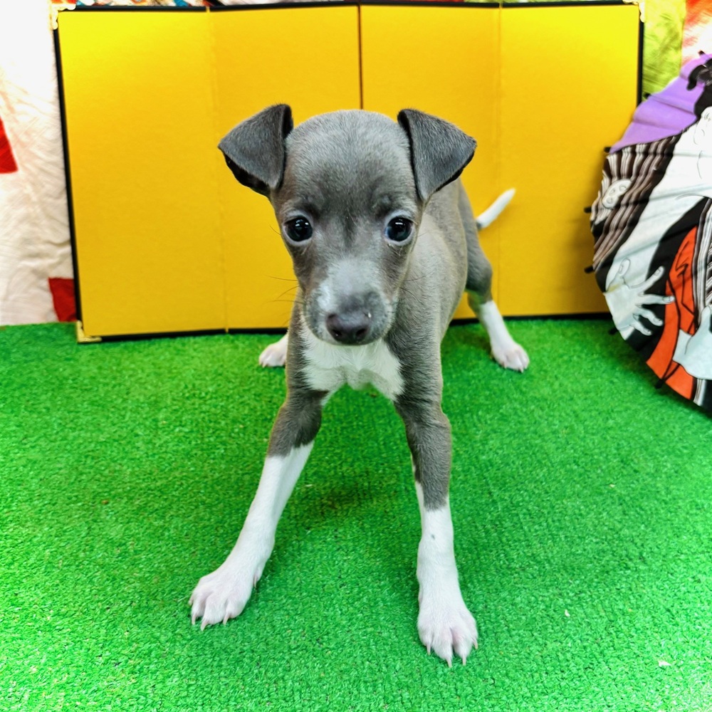 愛知県のイタリアングレーハウンド (犬の家＆猫の里名古屋天白店/2025年11月1日生まれ/男の子/ブルー、ホワイトマーキング)の子犬の2枚目の画像