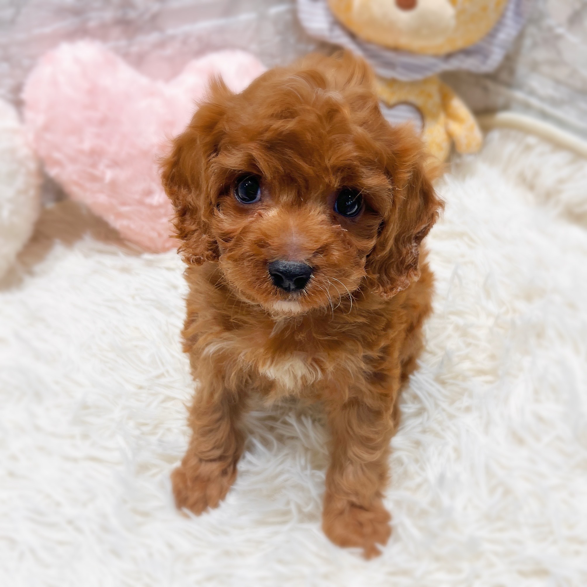 愛知県のキャバプー(キャバリア×プードル) (犬の家＆猫の里MiO香久山店/2025年11月2日生まれ/男の子/レッド)の子犬の2枚目の画像