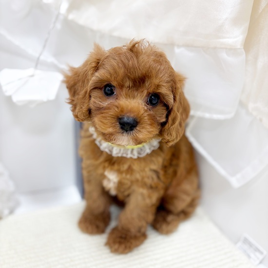 岐阜県のキャバプー(キャバリア×プードル) (犬の家＆猫の里カラフルタウン岐阜店/2025年11月2日生まれ/男の子/レッド)の子犬の2枚目の画像