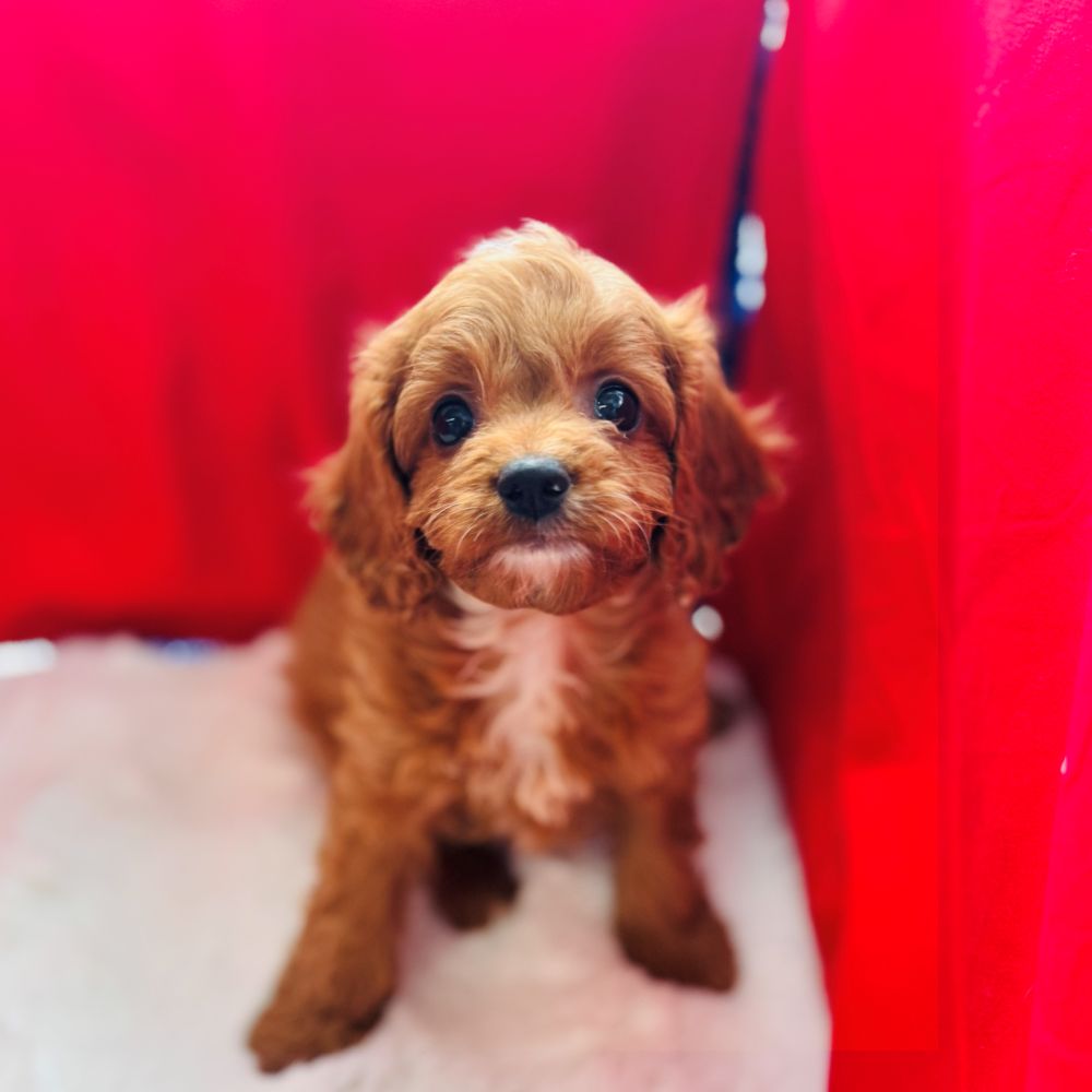 愛知県のキャバプー(キャバリア×プードル) (犬の家＆猫の里愛知刈谷店/2025年11月2日生まれ/女の子/レッド)の子犬の1枚目の画像