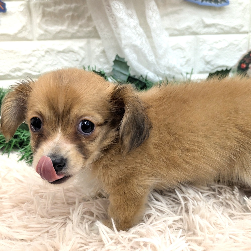 愛知県のチワックス(チワワ×ダックス) (犬の家＆猫の里MEGAドン・キホーテ東海名和店/2025年10月26日生まれ/男の子/レッドホワイト)の子犬の2枚目の画像