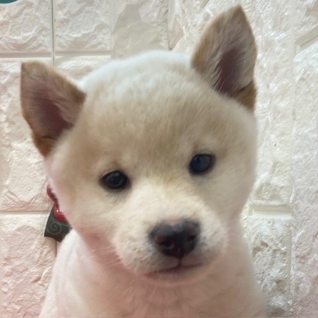 岡山県の柴犬(標準サイズ) (犬の家＆猫の里倉敷店/2025年10月27日生まれ/男の子/白)の子犬の1枚目の画像