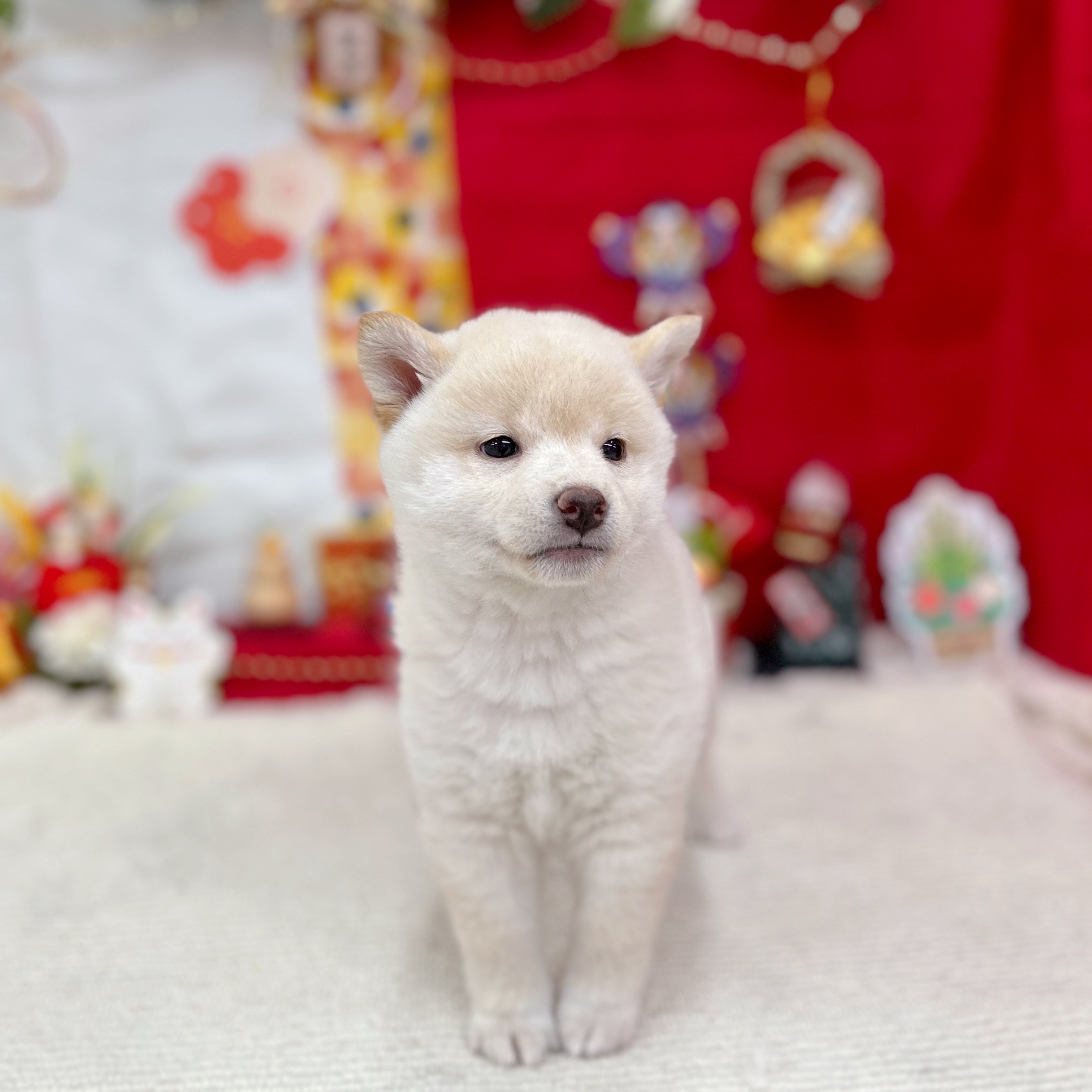 岐阜県の柴犬(標準サイズ) (犬の家＆猫の里岐南店/2025年10月27日生まれ/女の子/白)の子犬の1枚目の画像