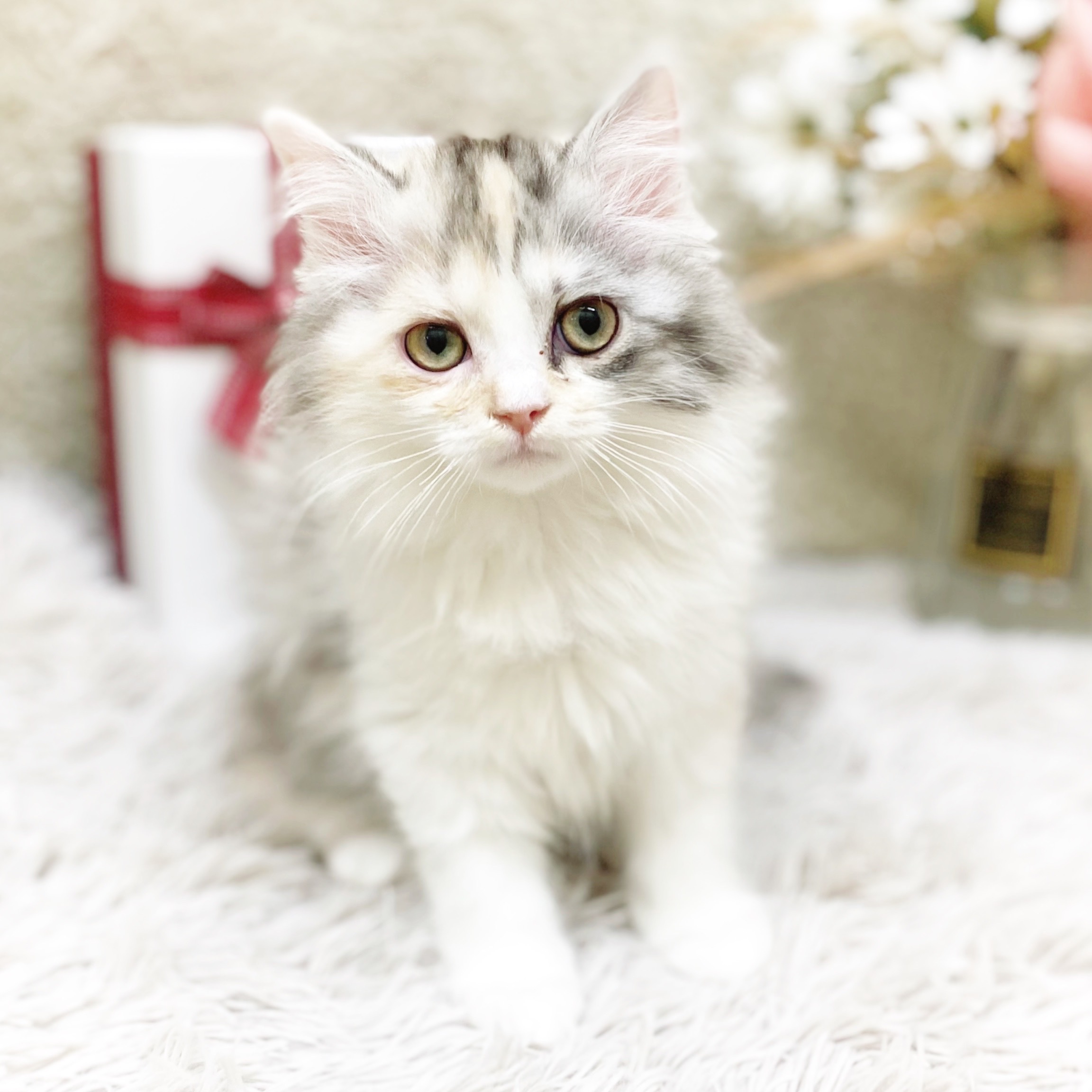 静岡県のミヌエット (犬の家＆猫の里藤枝店/2025年11月1日生まれ/女の子/ダイリュートキャリコ)の子猫の2枚目の画像