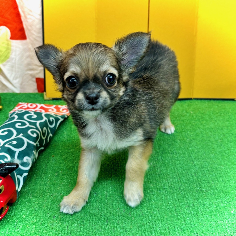 愛知県のチワワ(ロング) (犬の家＆猫の里名古屋天白店/2025年11月2日生まれ/女の子/フォーンホワイト)の子犬の2枚目の画像