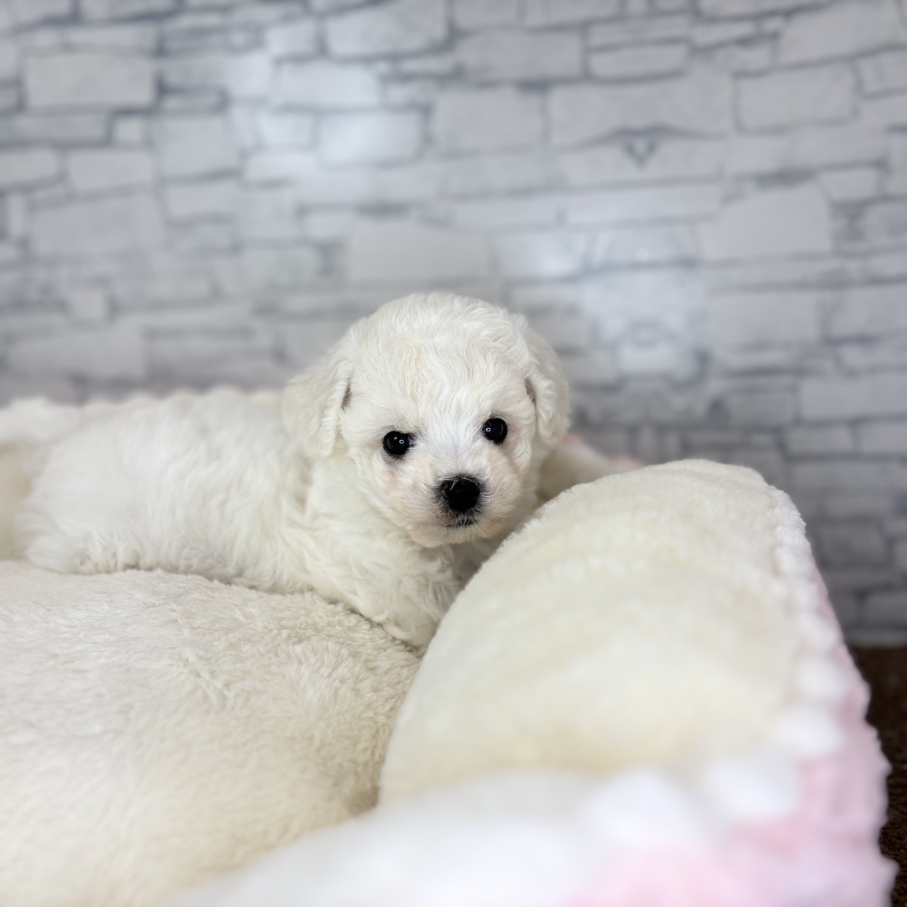 長野県のビションフリーゼ (犬の家＆猫の里長野店/2025年11月2日生まれ/女の子/ホワイト)の子犬の1枚目の画像