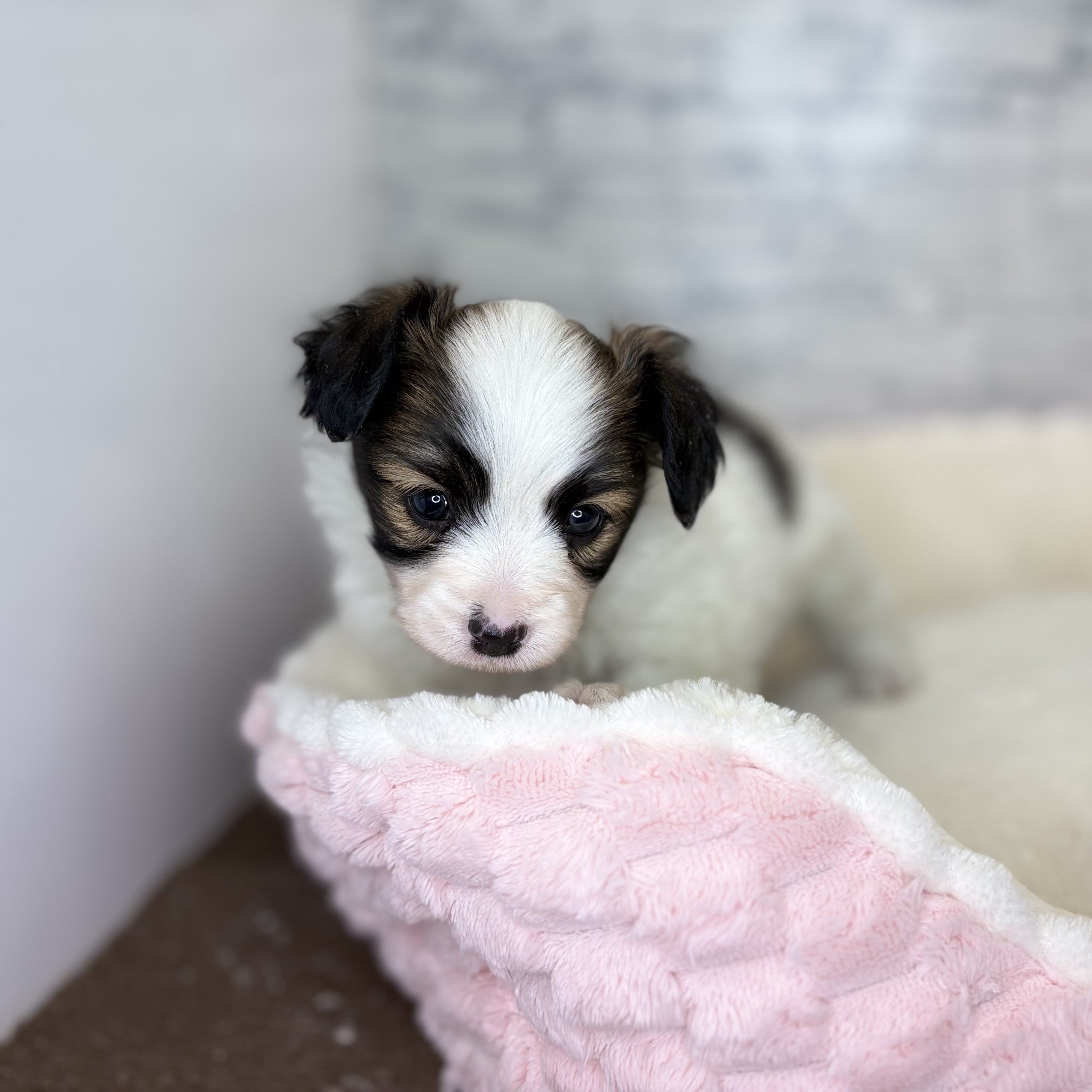 長野県のパピヨン (犬の家＆猫の里長野店/2025年11月3日生まれ/女の子/ホワイトブラウン)の子犬の1枚目の画像