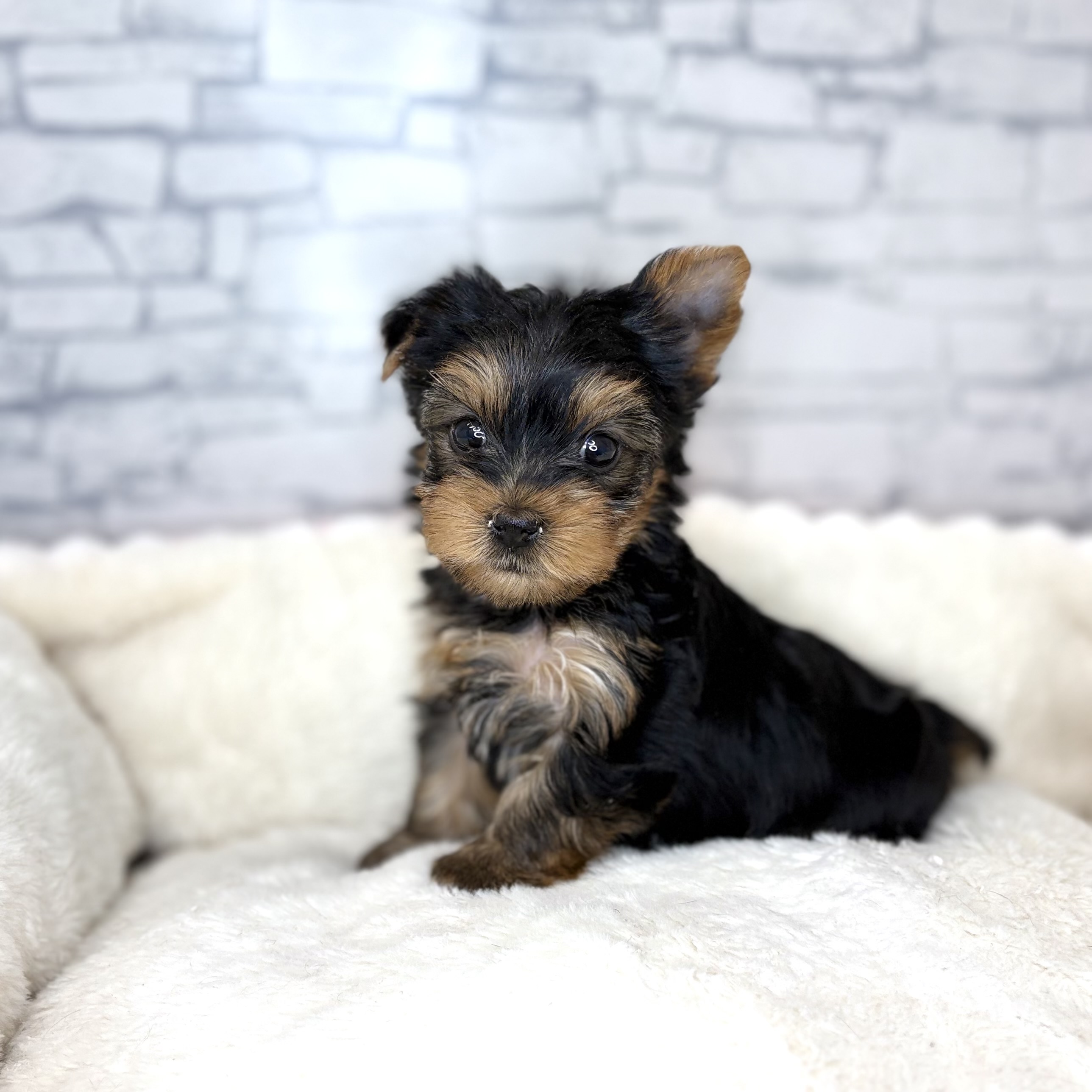 長野県のヨークシャーテリア (犬の家＆猫の里長野店/2025年11月2日生まれ/女の子/スチールブルータン)の子犬の1枚目の画像