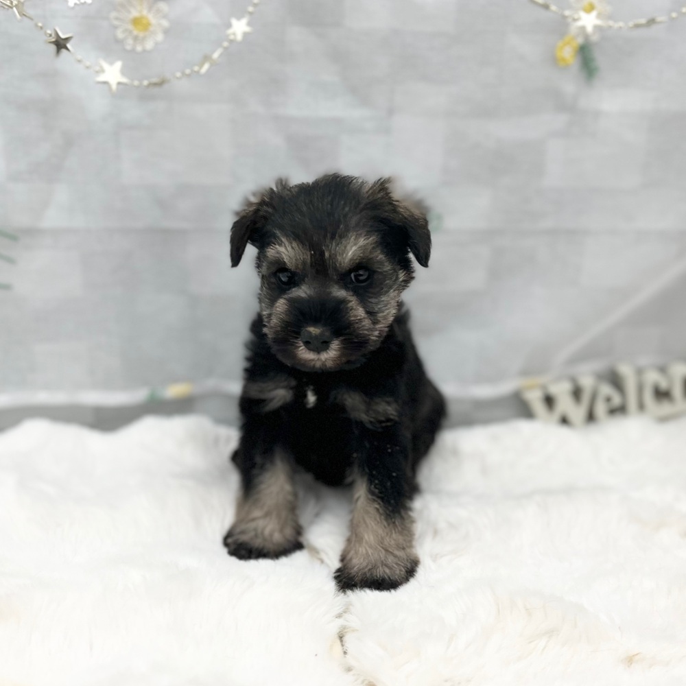 静岡県のミニチュアシュナウザー (犬の家＆猫の里MEGAドン・キホーテ袋井店/2025年11月2日生まれ/男の子/ソルトペッパー)の子犬の1枚目の画像