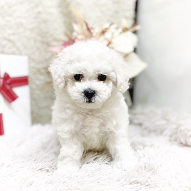 静岡県のビションフリーゼ (犬の家＆猫の里藤枝店/2025年11月1日生まれ/男の子/ホワイト)の子犬の2枚目の画像