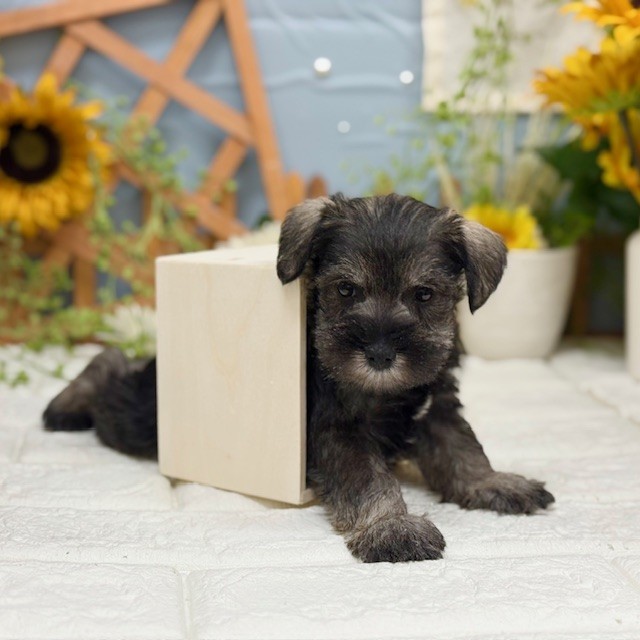 千葉県のミニチュアシュナウザー (犬の家＆猫の里ワンズモール稲毛店/2025年11月2日生まれ/女の子/ソルトペッパー)の子犬の2枚目の画像