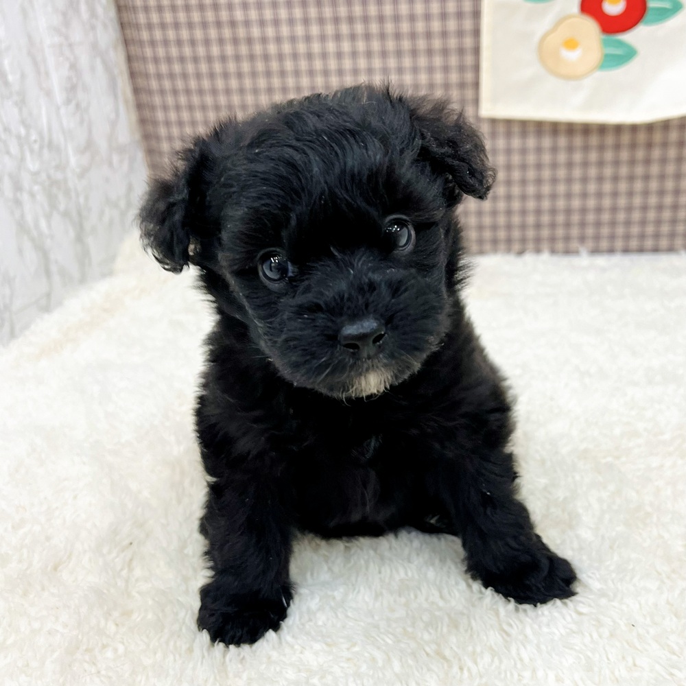 愛知県のポメプー(ポメラニアン×プードル) (犬の家＆猫の里エアポートウォーク店/2025年10月29日生まれ/男の子/ブラック)の子犬