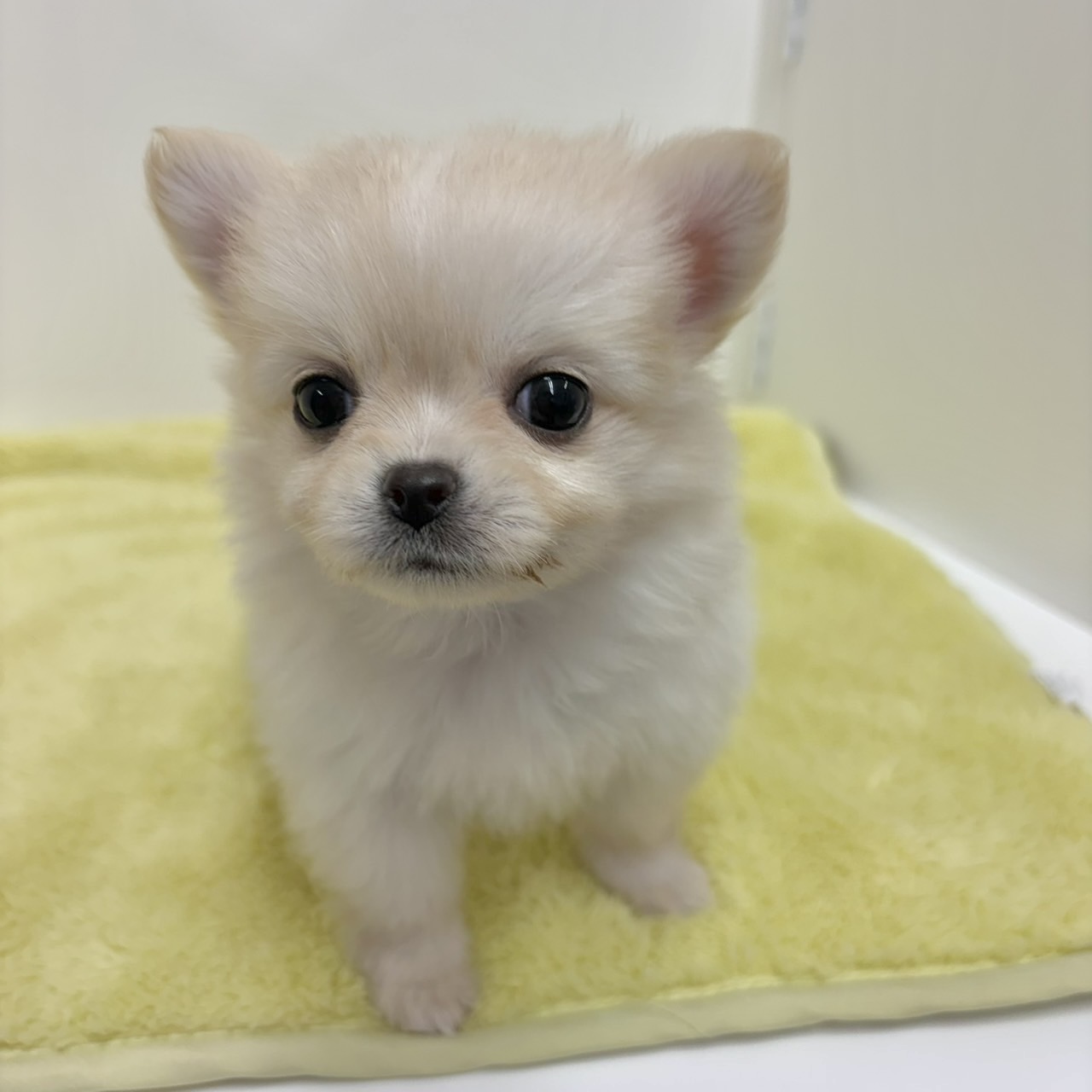 神奈川県のポメチワ/チワポメ/ポメチー(ポメラニアン×チワワ) (犬の家＆猫の里相模原店/2025年11月2日生まれ/女の子/クリーム)の子犬の2枚目の画像