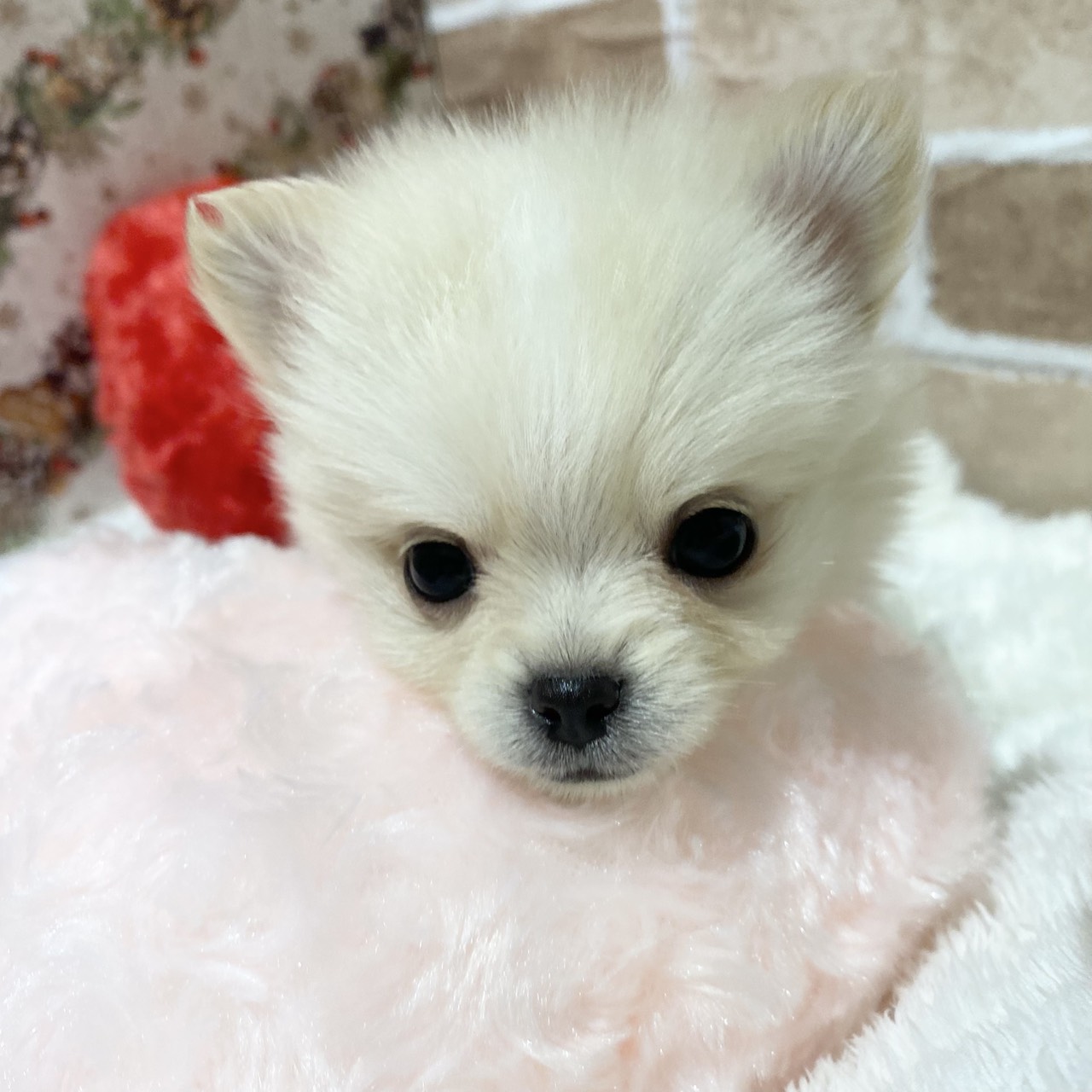 長野県のポメチワ/チワポメ/ポメチー(ポメラニアン×チワワ) (犬の家＆猫の里カインズ梓川店/2025年11月2日生まれ/女の子/クリーム)の子犬の2枚目の画像