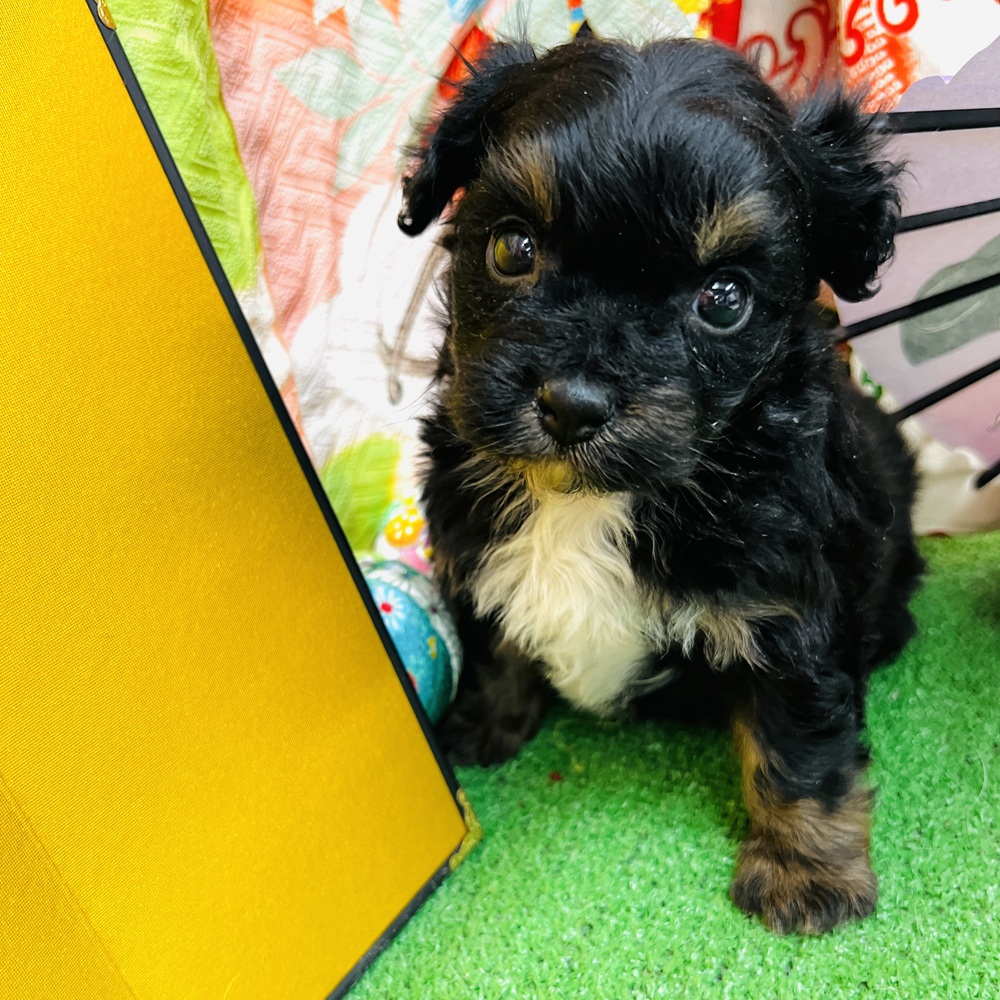 愛知県のチワプー/プーチー(チワワ×プードル) (犬の家＆猫の里名古屋天白店/2025年11月3日生まれ/男の子/ブラックタン)の子犬の2枚目の画像