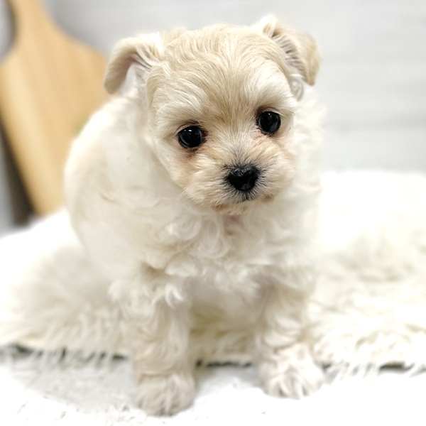 愛知県のチワプー/プーチー(チワワ×プードル) (犬の家＆猫の里豊田店/2025年11月2日生まれ/女の子/クリーム)の子犬の2枚目の画像