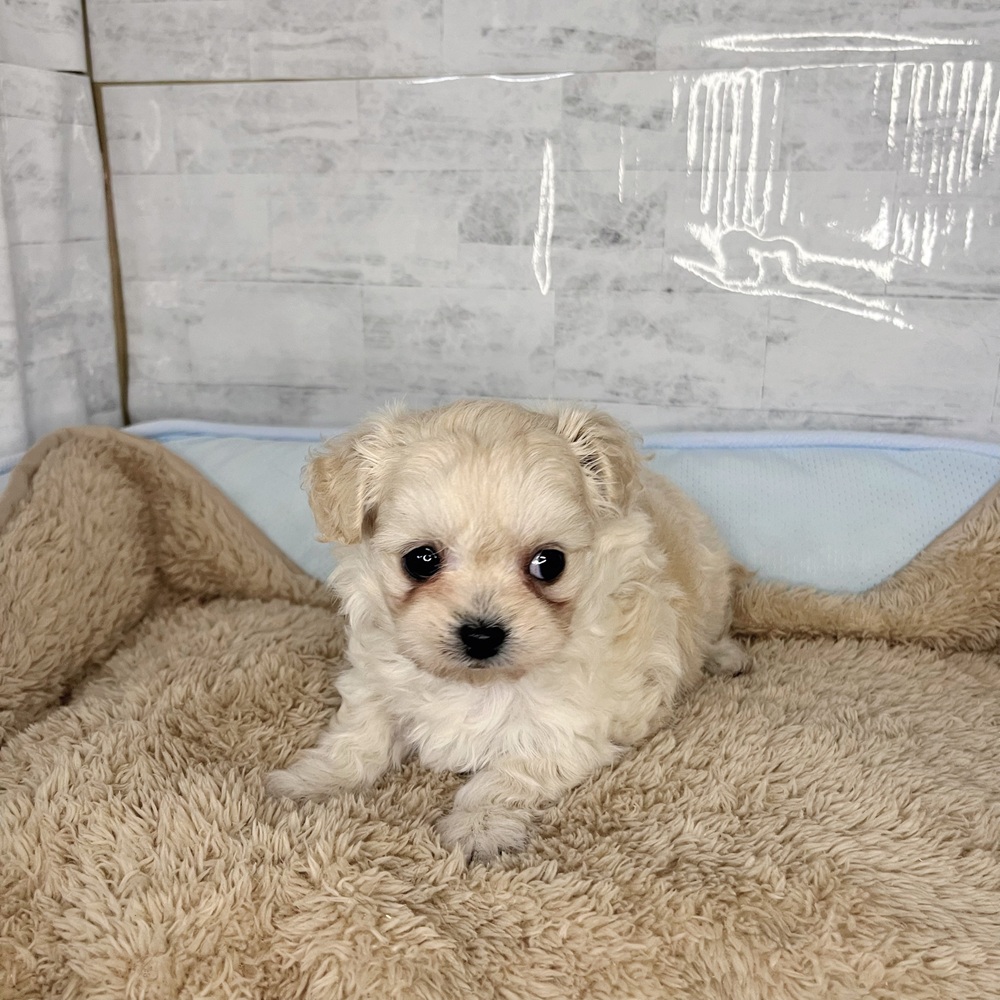 長野県のチワプー/プーチー(チワワ×プードル) (犬の家＆猫の里塩尻店/2025年11月2日生まれ/女の子/クリーム)の子犬の2枚目の画像